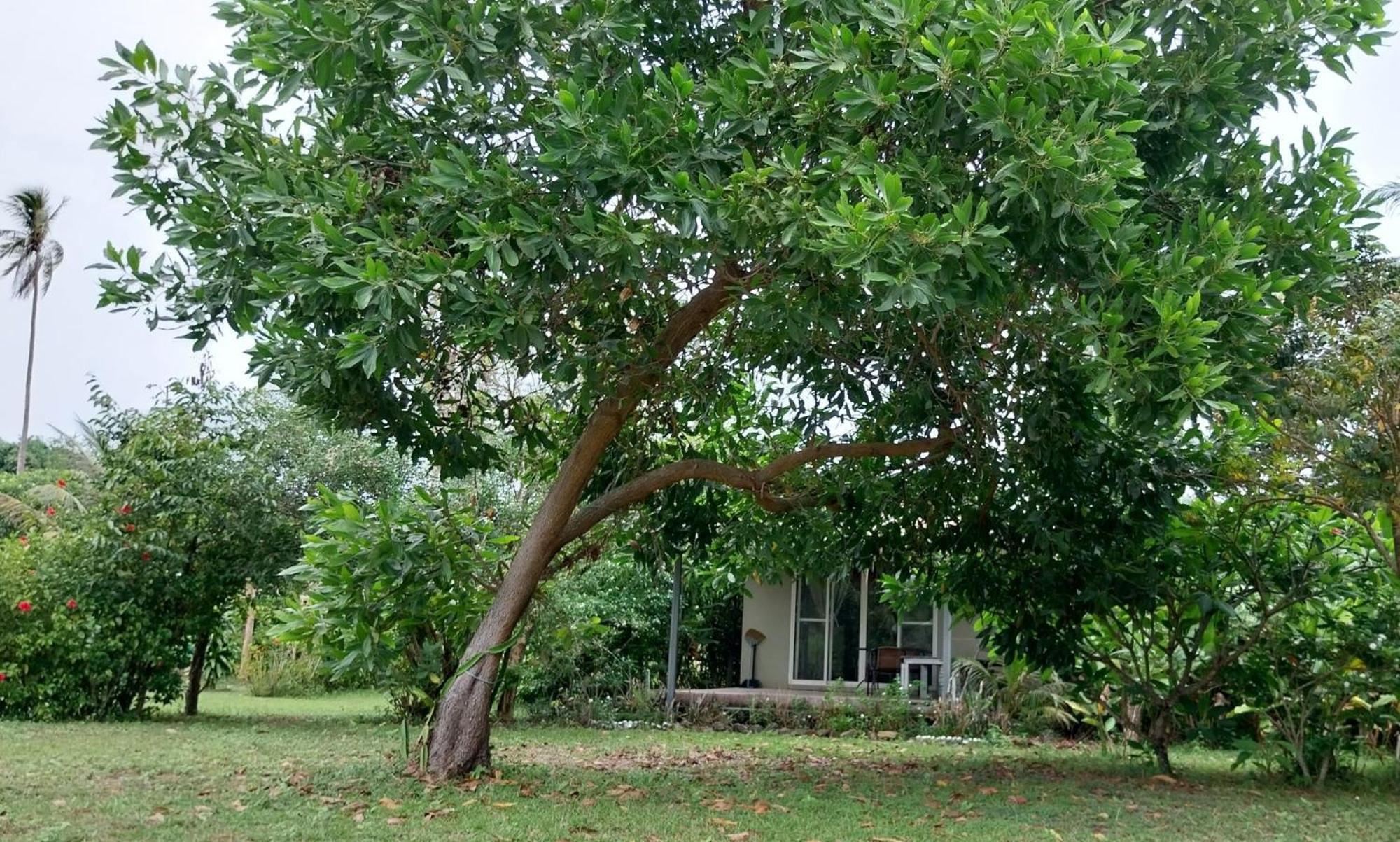 Naivacha Tent Koh Mak Esterno foto